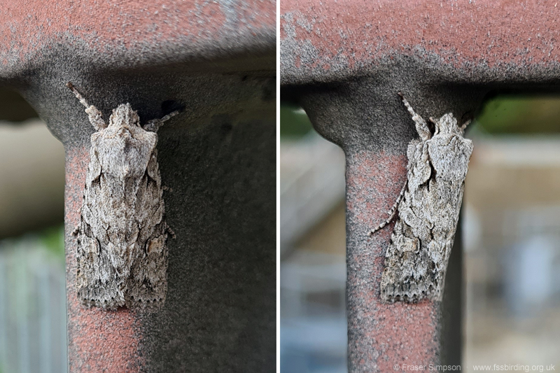 Grey Shoulder-knot (Lithophane ornitopus) � Fraser Simpson
