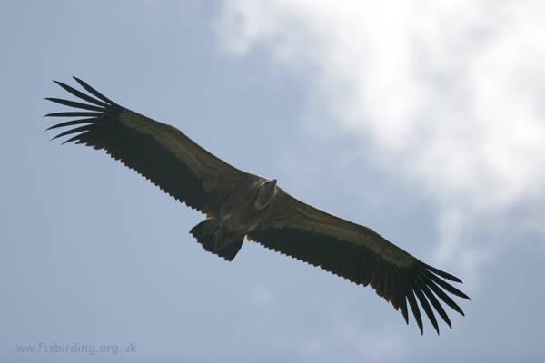 Griffon Vulture � 2008 Fraser Simpson