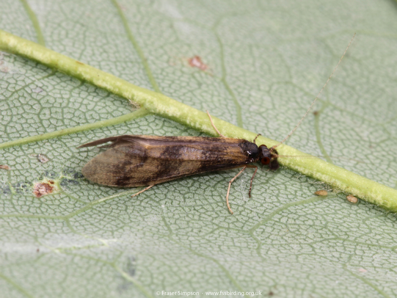 Grouse Wing (Mystacides longicornis) � Fraser Simpson