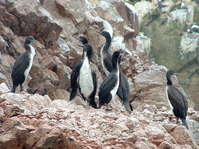 Guanay Cormorant