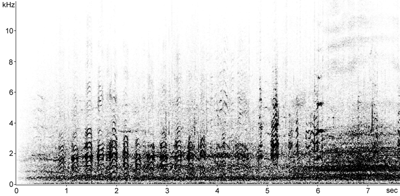 Sonogram of Common Guillemot calls
