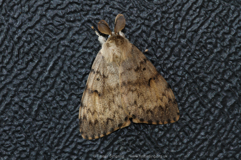 Gypsy Moth (Lymantria dispar) � Fraser Simpson
