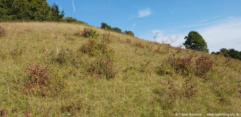 Rufous Grasshopper (Gomphocerippus rufus) habitat, Hartslock Nature Reserve � Fraser Simpson