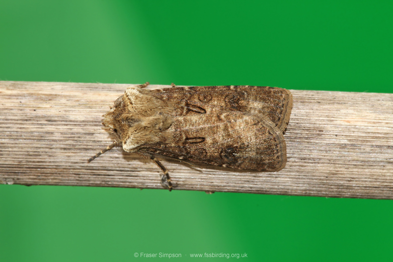 Heart & Club (Agrotis clavis) � Fraser Simpson