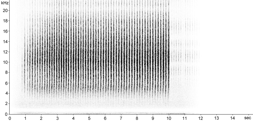 Sonogram of Heath Grasshopper stridulation