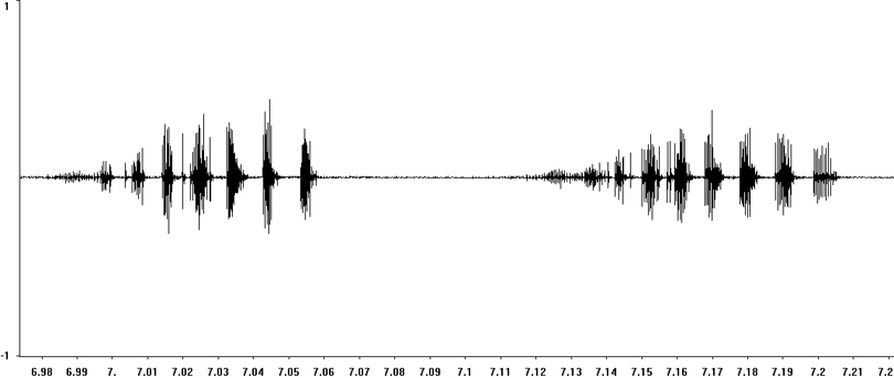 Oscillogram of Heath Grasshopper stridulation