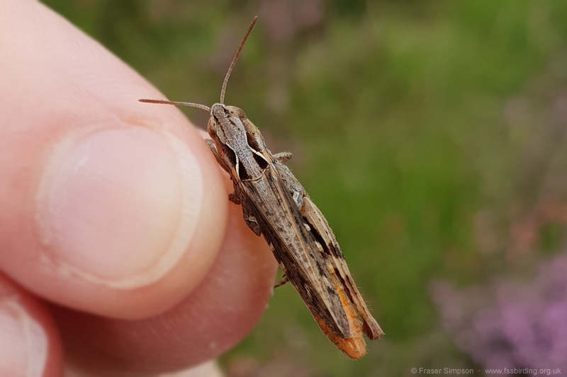 Heath Grasshopper (Chorthippus vagans) � Fraser Simpson