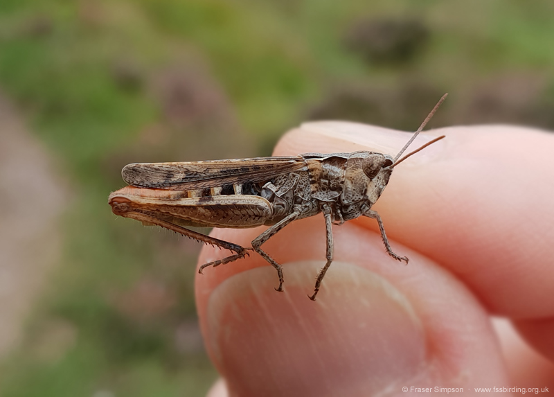 Heath Grasshopper (Chorthippus vagans) � Fraser Simpson
