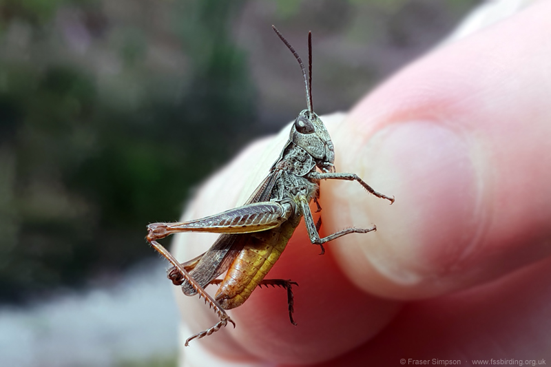 Heath Grasshopper (Chorthippus vagans) � Fraser Simpson