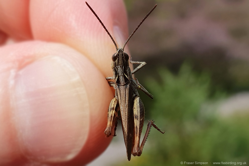 Heath Grasshopper (Chorthippus vagans) � Fraser Simpson