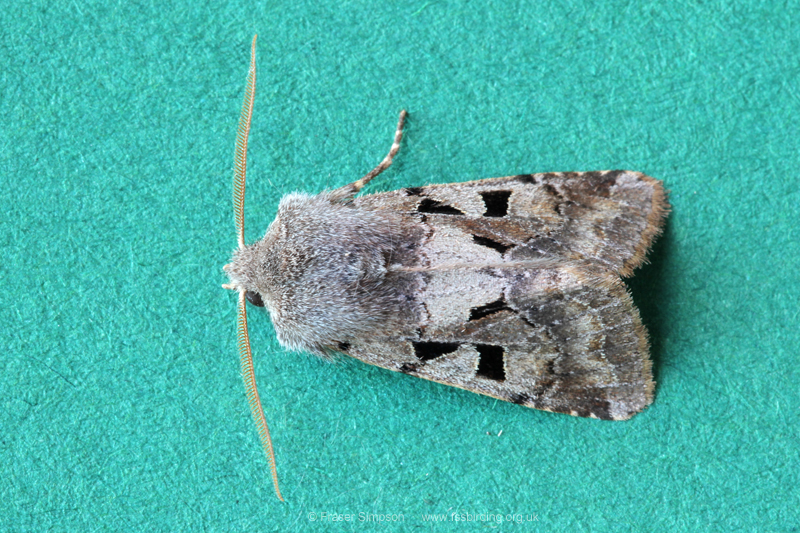 Hebrew Character (Orthosia gothica) � Fraser Simpson