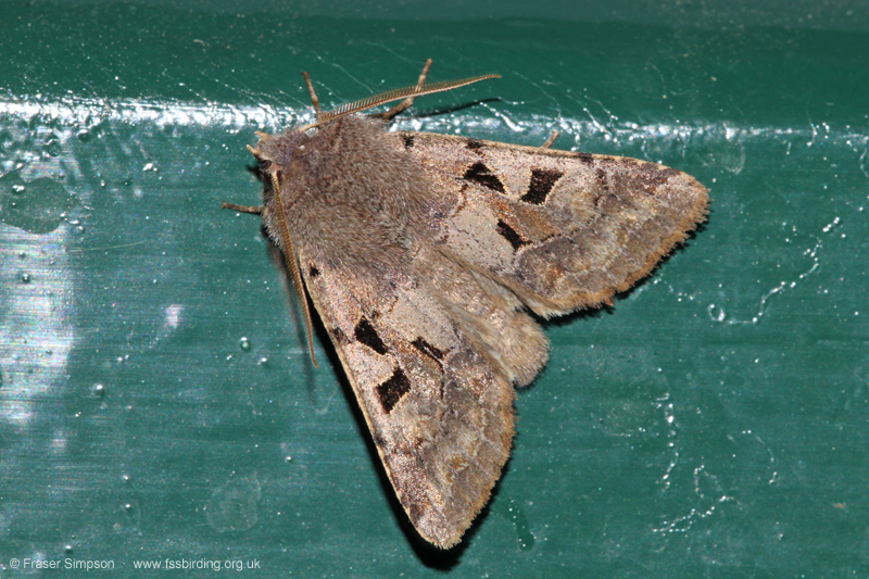 Hebrew Character (Orthosia gothica) � Fraser Simpson
