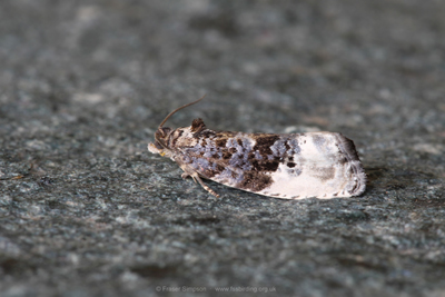 Marbled Orchid Tortrix (Hedya nubiferana)  Fraser Simpson