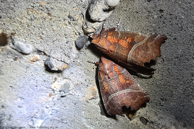 The Herald (Scoliopteryx libatrix) hibernating  Fraser Simpson
