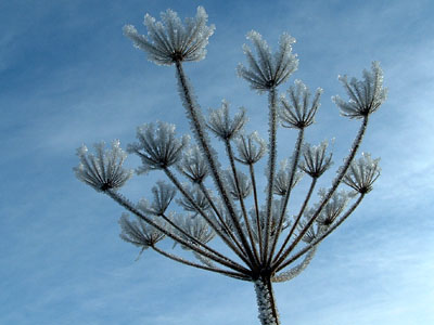 Hoar Frost,  Kilmarnock, Ayrshire, Scotland � 30 December 2003 � 2003 Fraser Simpson