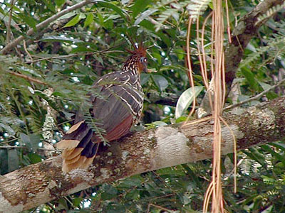 Hoatzin