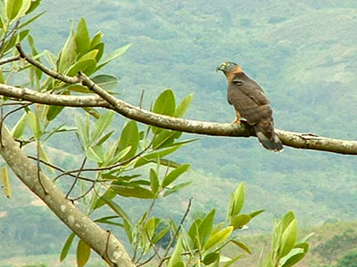Hook-billed Kite