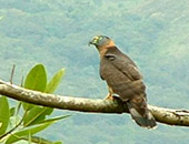 Hook-billed Kite