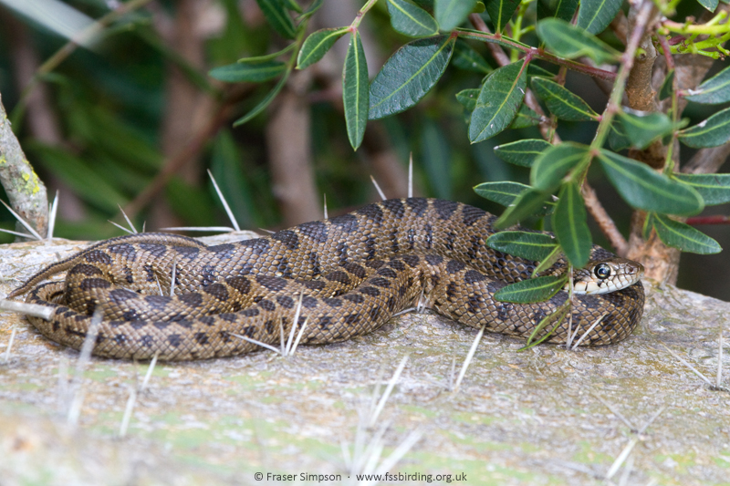 Horseshoe Whip Snake (Hemorrhois hippocrepis), Conil, Andaluc�a, Spain, April 2015 � Fraser Simpson