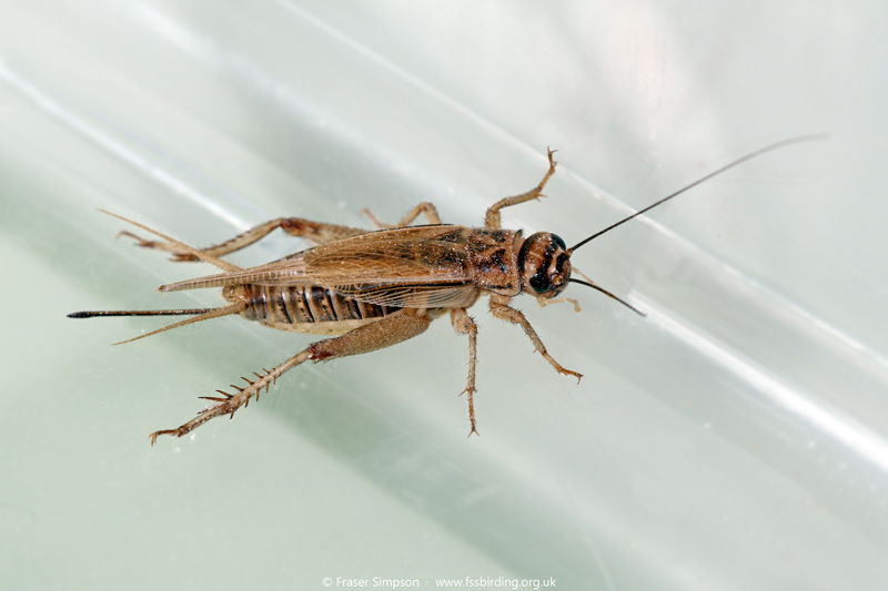 House Cricket (Acheta domesticus) � Fraser Simpson