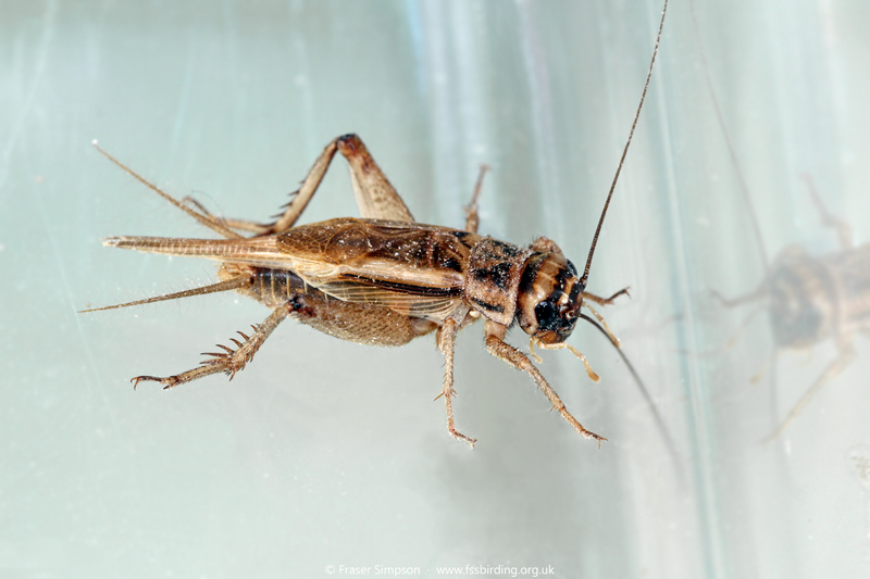 House Cricket (Acheta domesticus) � Fraser Simpson