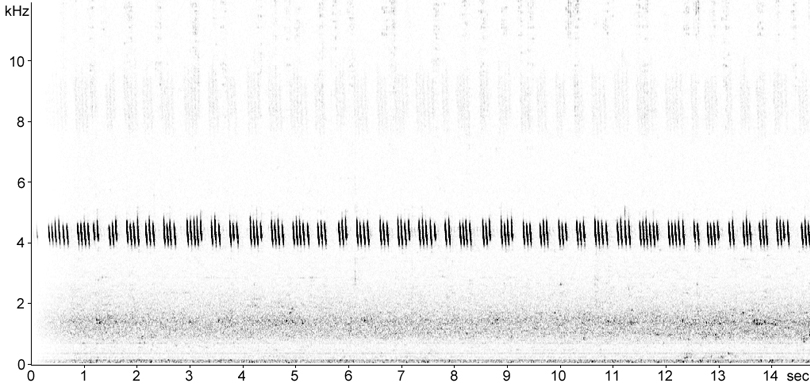 Sonogram of House Cricket calling song stridulation
