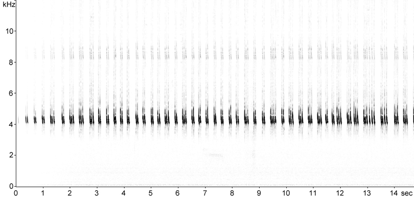 Sonogram of House Cricket courtship song stridulation