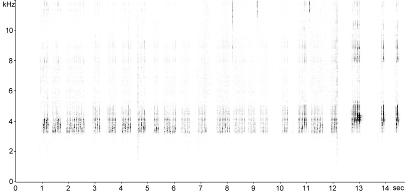 Sonogram of House Cricket courtship song stridulation