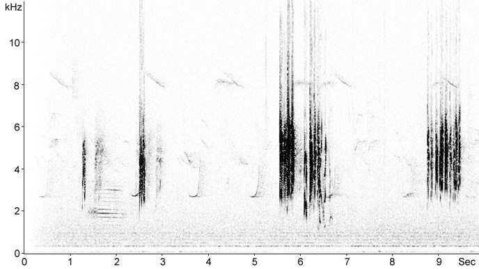 Sonogram of House Martin calls