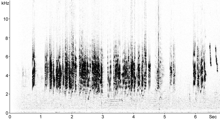 Sonogram of House Martin calls