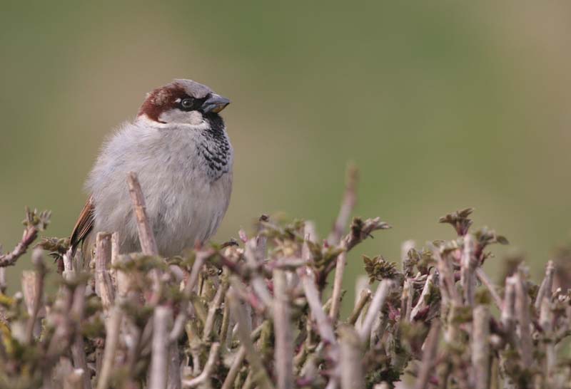 House Sparrow (m) � 2005  F. S. Simpson