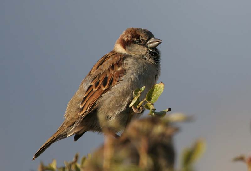 House Sparrow (m) � 2005  F. S. Simpson