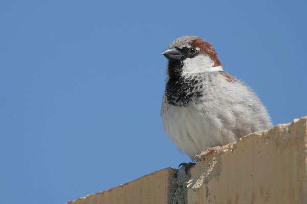 House Sparrow �2006 Fraser Simpson