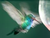 Hummingblur