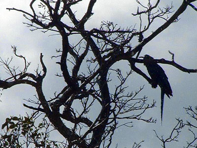 Hyacinth Macaw