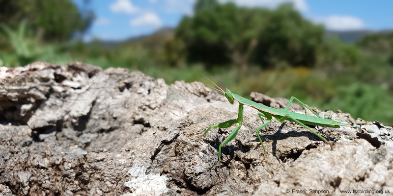 Iberian Mantis (Apteromantis aptera), Valle de Oj�n � Fraser Simpson