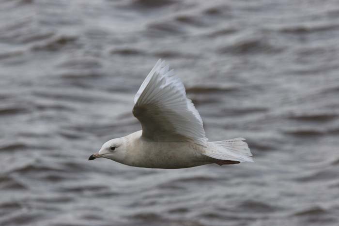 Iceland Gull (1st-winter)  2005  F. S. Simpson