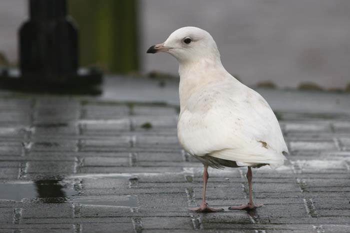 Iceland Gull � 2005  F. S. Simpson