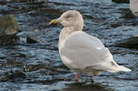 Iceland Gull, Ayr 2005 Fraser Simpson