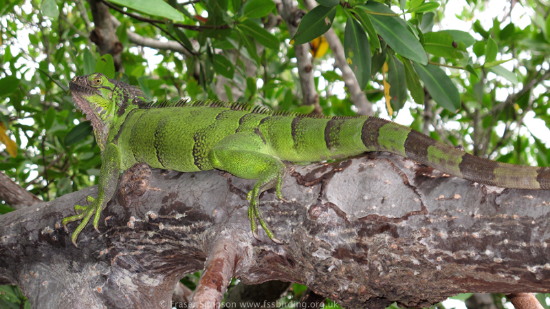 Green Iguana (Iguana iguana) � Fraser Simpson