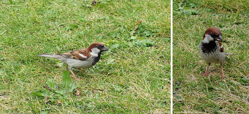 Italian Sparrow � Fraser Simpson