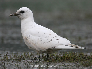 Ivory Gull 2006 Fraser Simpson