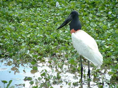 Jabiru