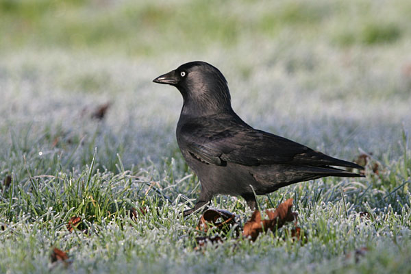 Jackdaw 2005 Fraser Simpson