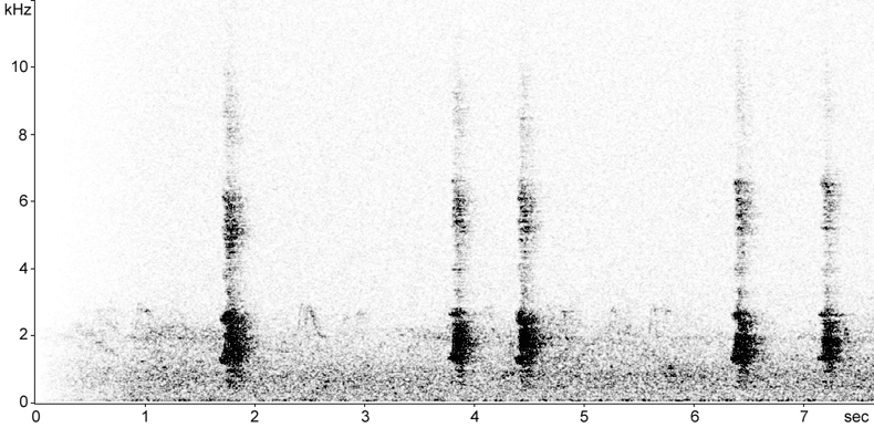 Sonogram of Jackdaw calls