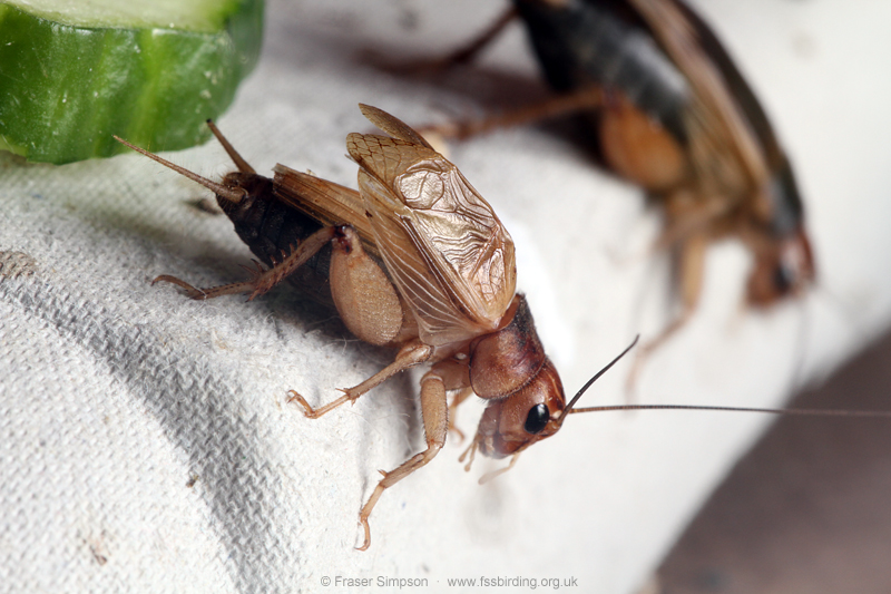 Jamaican Field Cricket (Gryllus assimilis)  Fraser Simpson