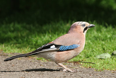 Jay � 2005  F. S. Simpson