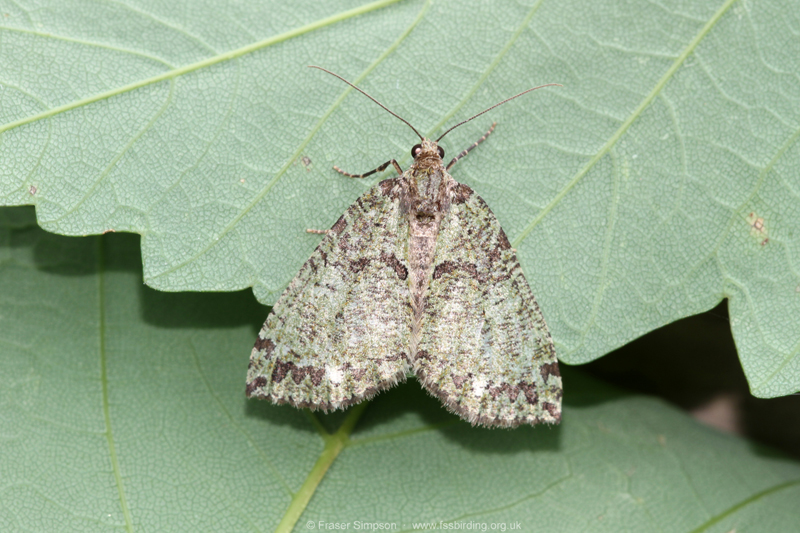 July Highflyer (Hydriomena furcata) � Fraser Simpson