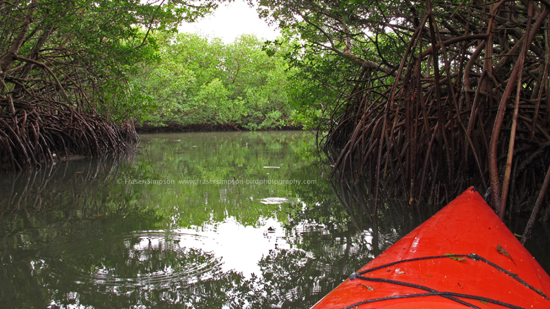 Mangroves on Summerland Key � Fraser Simpson