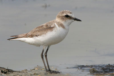 Kentish Plover (female), Epanomi � 2005  F. S. Simpson